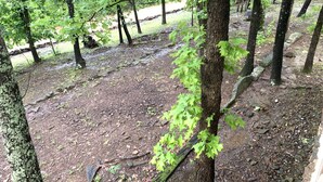 Een bebost gebied met een onverhard pad en bomen.