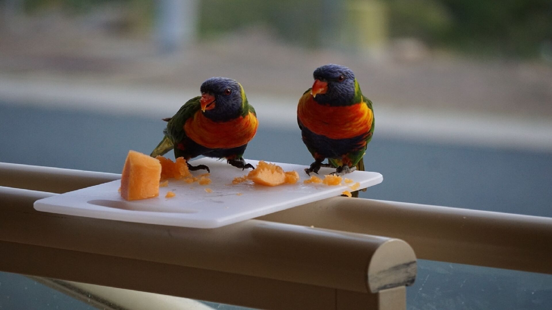 'IslandView' The Perfect Holiday Home — image 4