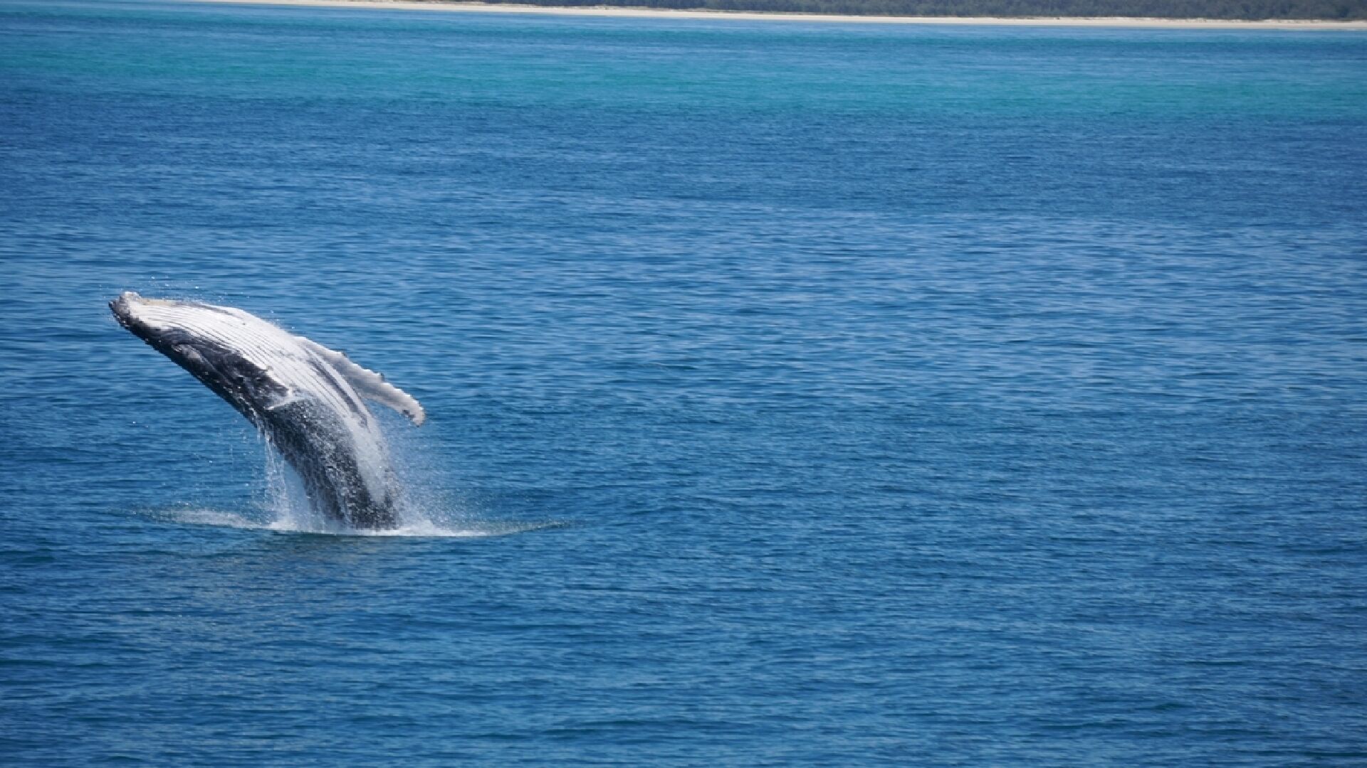 'IslandView' The Perfect Holiday Home — image 13