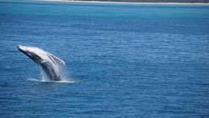 A whale breaching the ocean surface. - 'IslandView' The Perfect Holiday Home (Hideaway Bay)