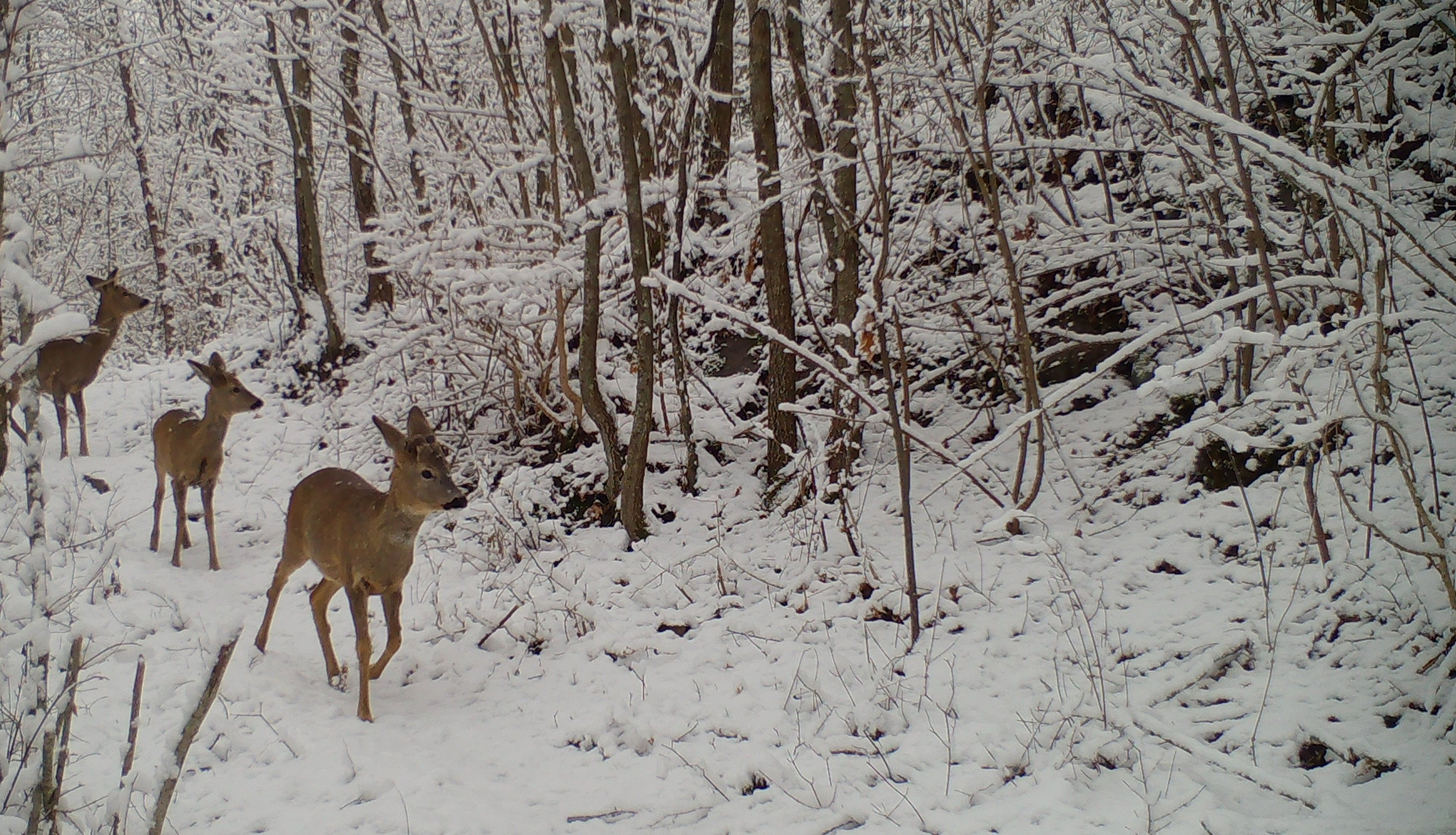 A snowy forest scene with deer.