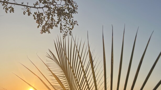 A palm tree with a view of the sunset over the ocean. - Moyeni Lodge (Vilanculos)