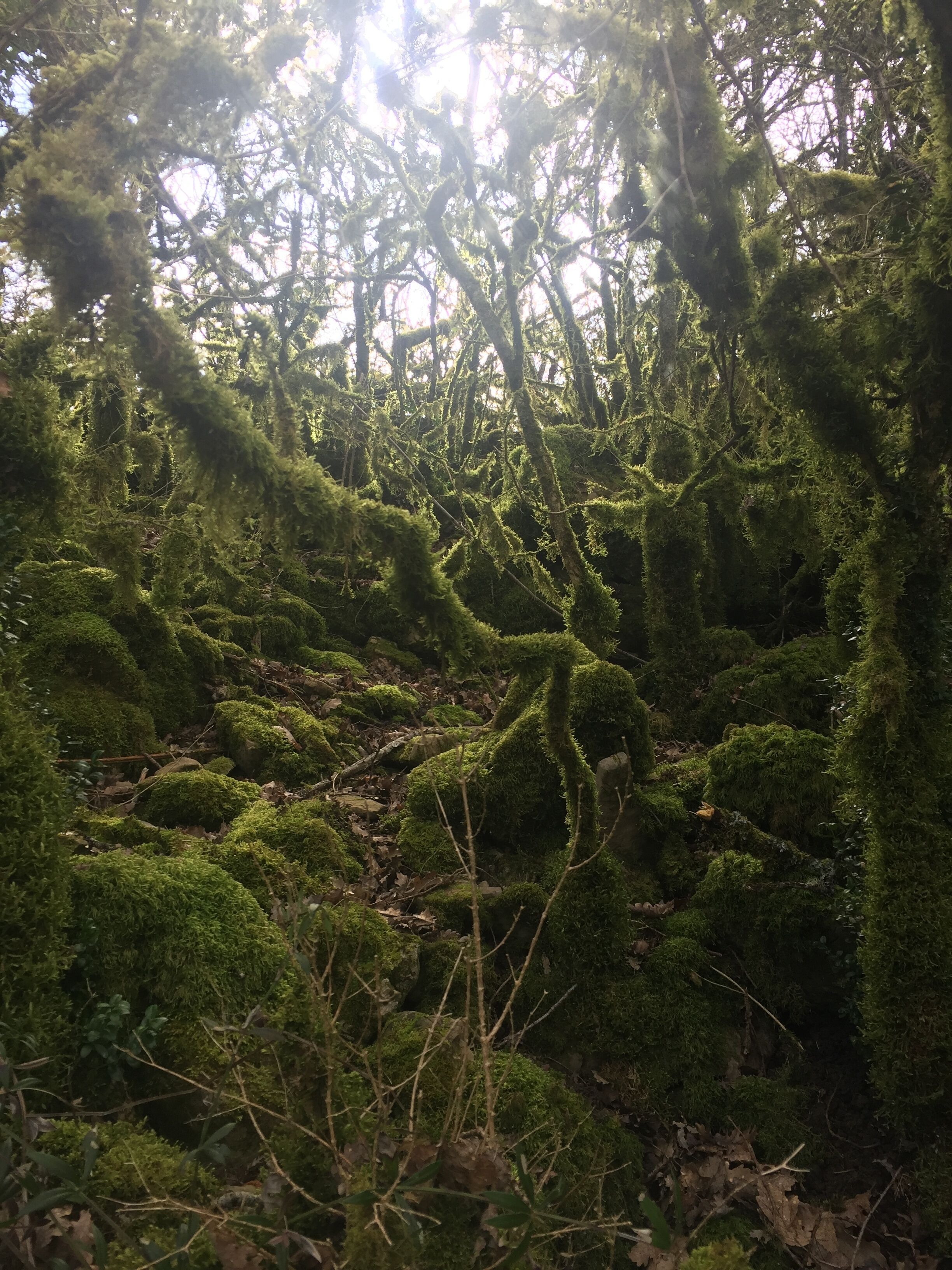 A dense forest with moss-covered trees and branches.