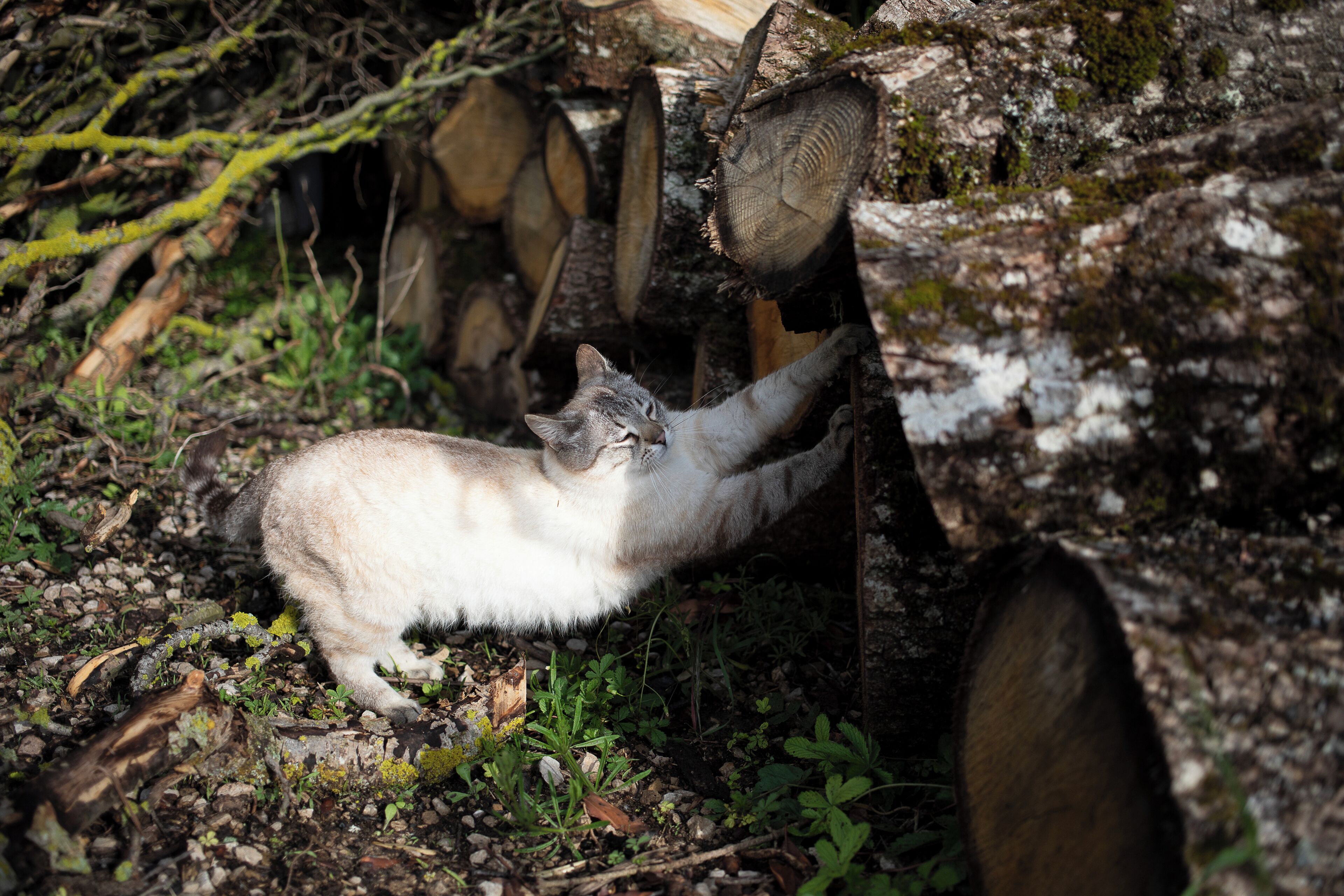 Un gato trepa el tronco de un árbol en una zona boscosa con troncos y ramas a su alrededor.