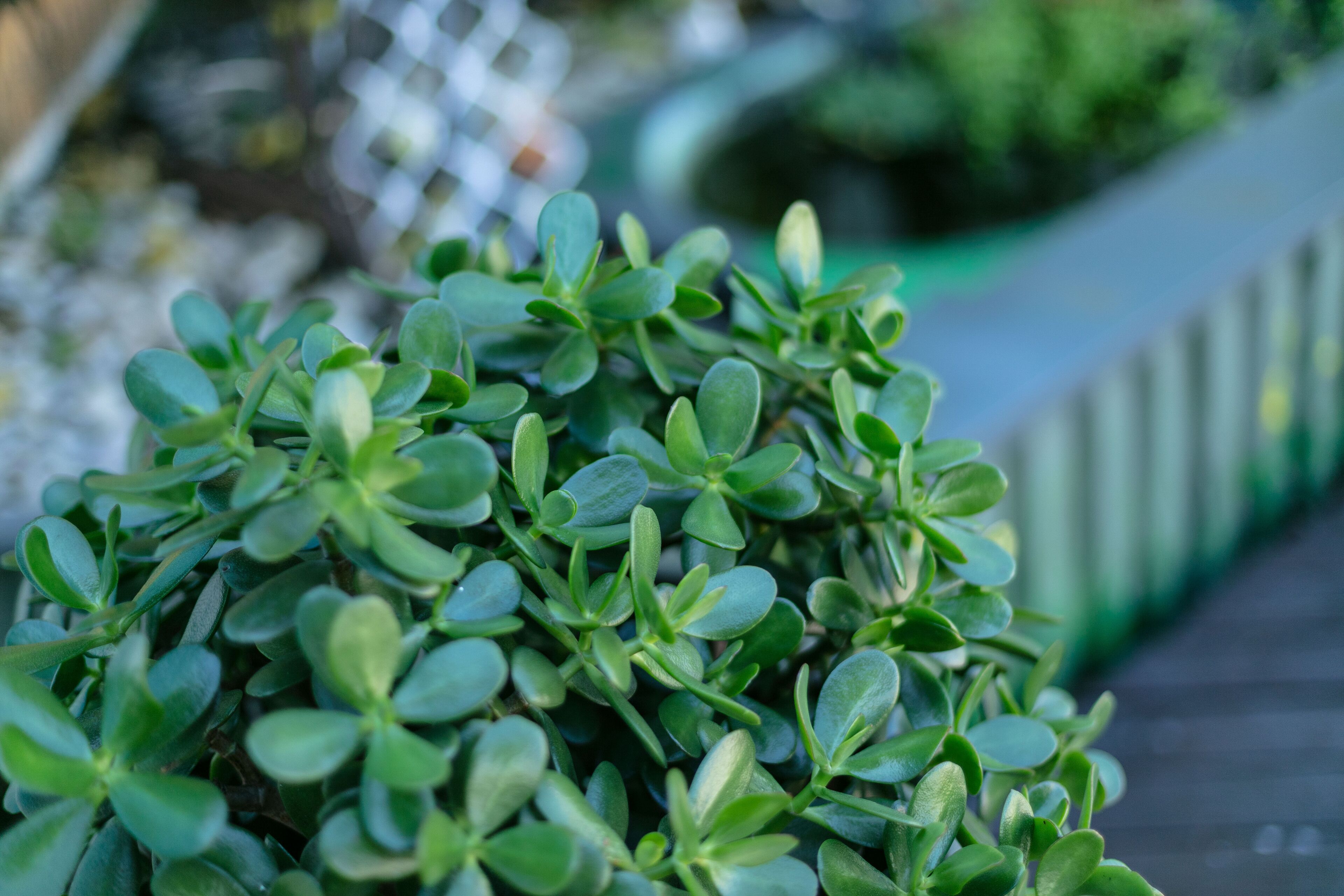 Cairns Central Walking Distance \"Ground Floor\" — image 19