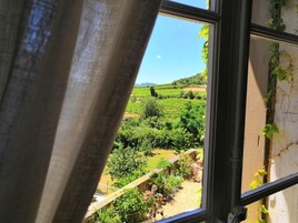 Vista a través de una ventana con cortina, mostrando un paisaje de viñedos con campos verdes y cielo despejado.