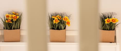 Drei identische Kübelpflanzen mit gelben Blüten auf weißen Regalen vor einer schlichten Wand.