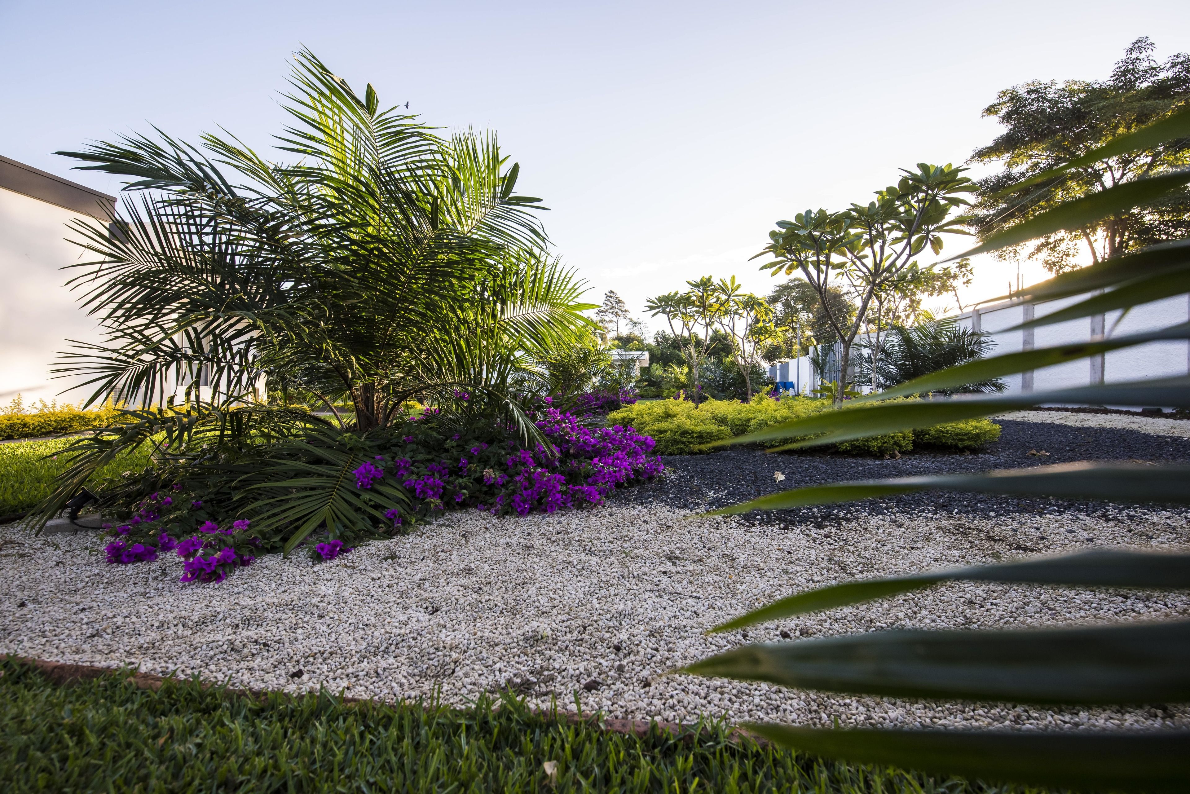 A landscaped garden with a palm tree, purple flowers, and a gravel path.