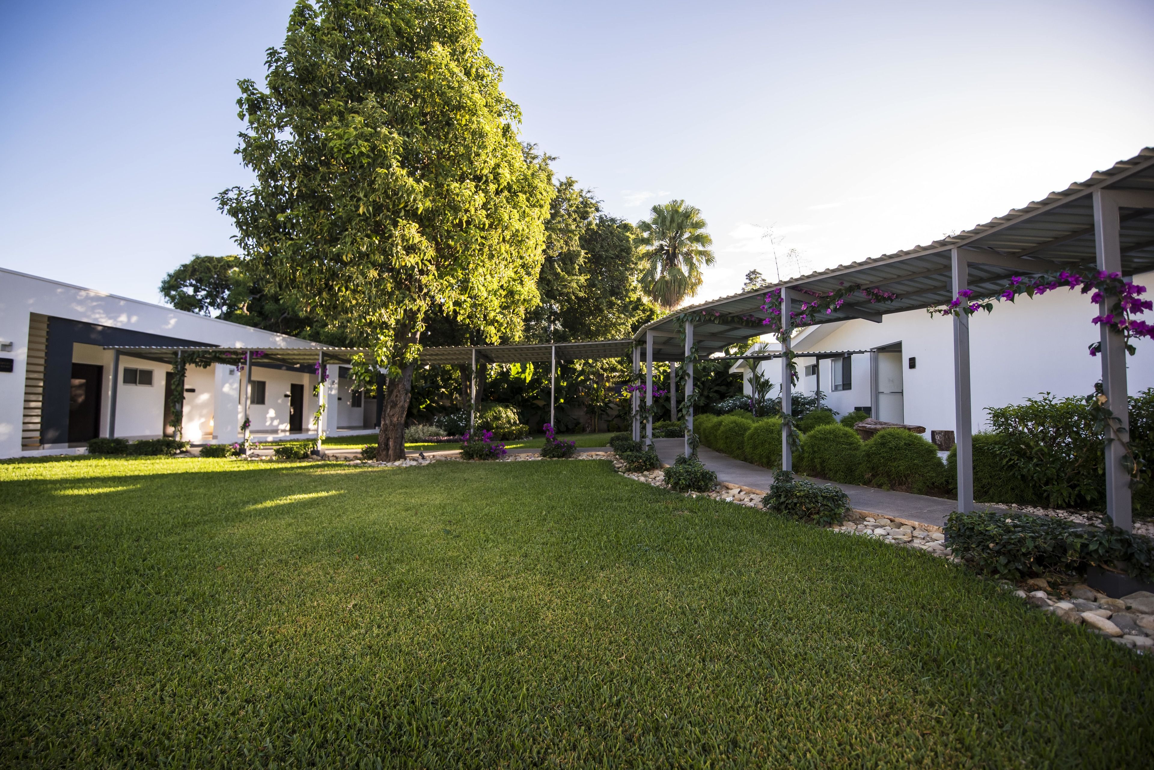 A courtyard with a well-maintained lawn, a pergola with purple flowers, and a large tree.