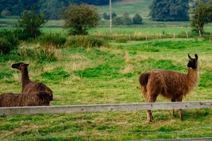 Campo cercado con llamas.