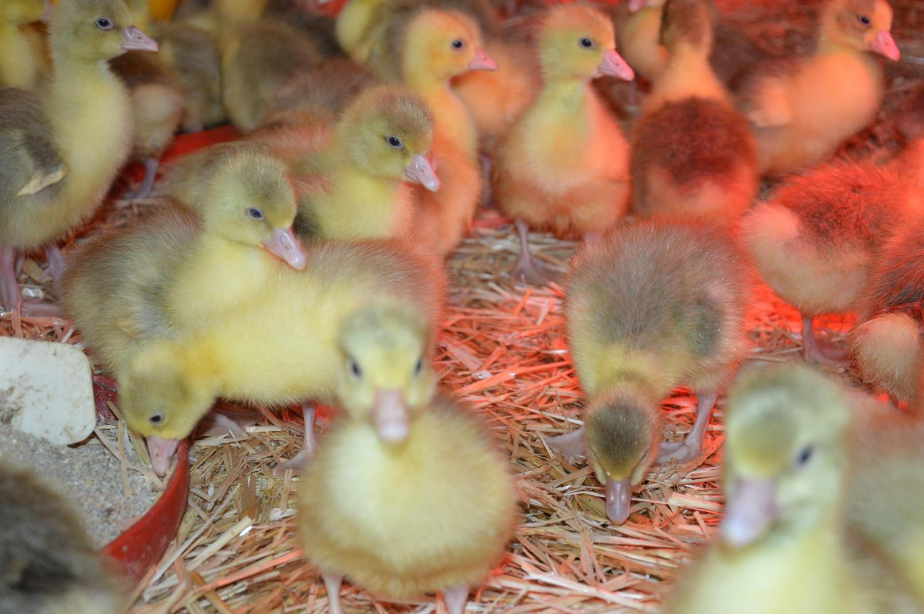 Un grupo de patitos sobre cama de paja.