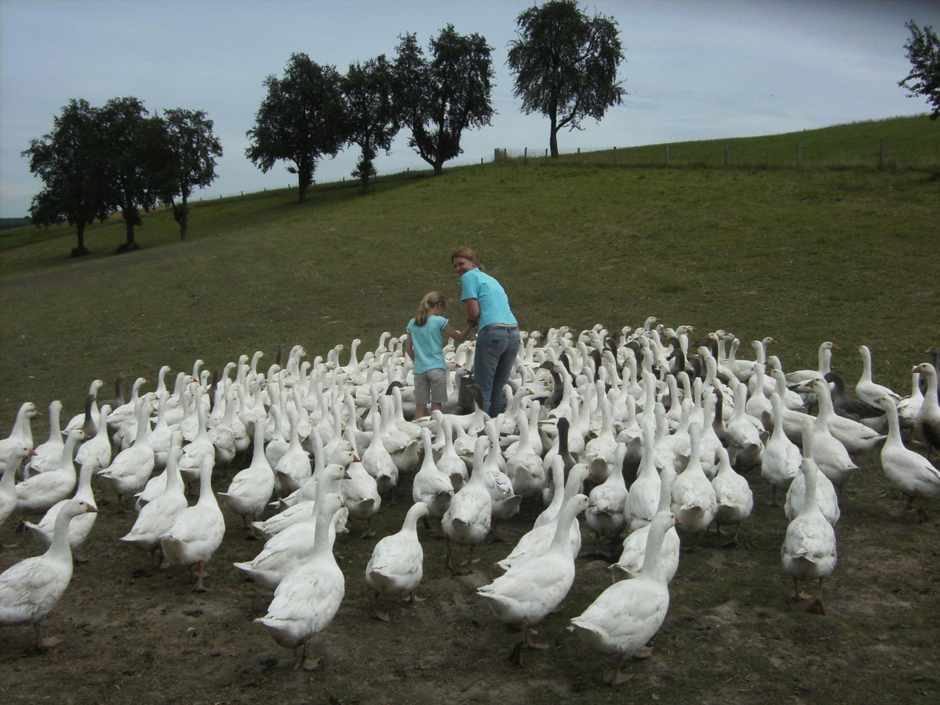 A group of geese in a grassy field with a few people standing among them.