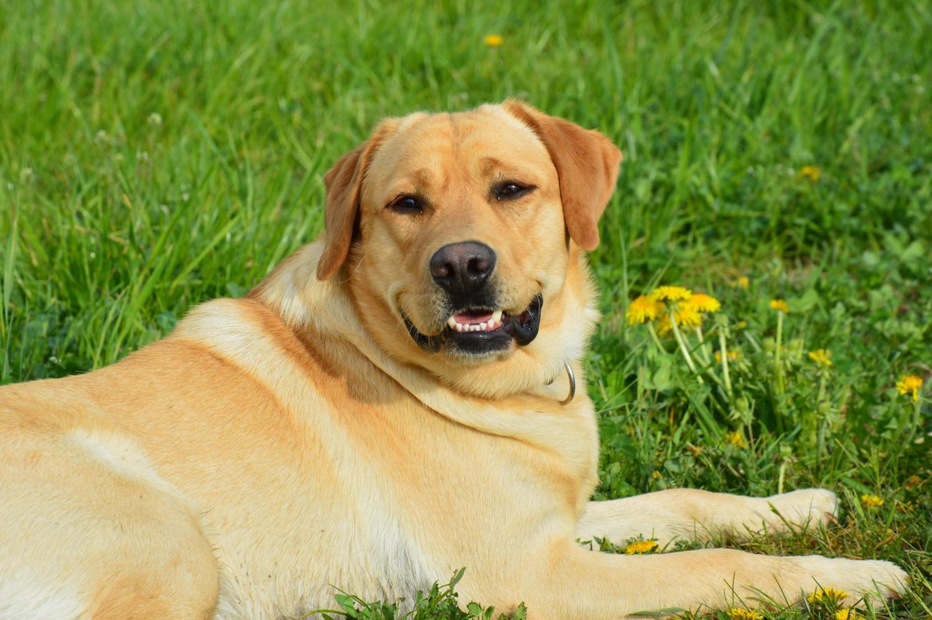Un perro descansando sobre la hierba.