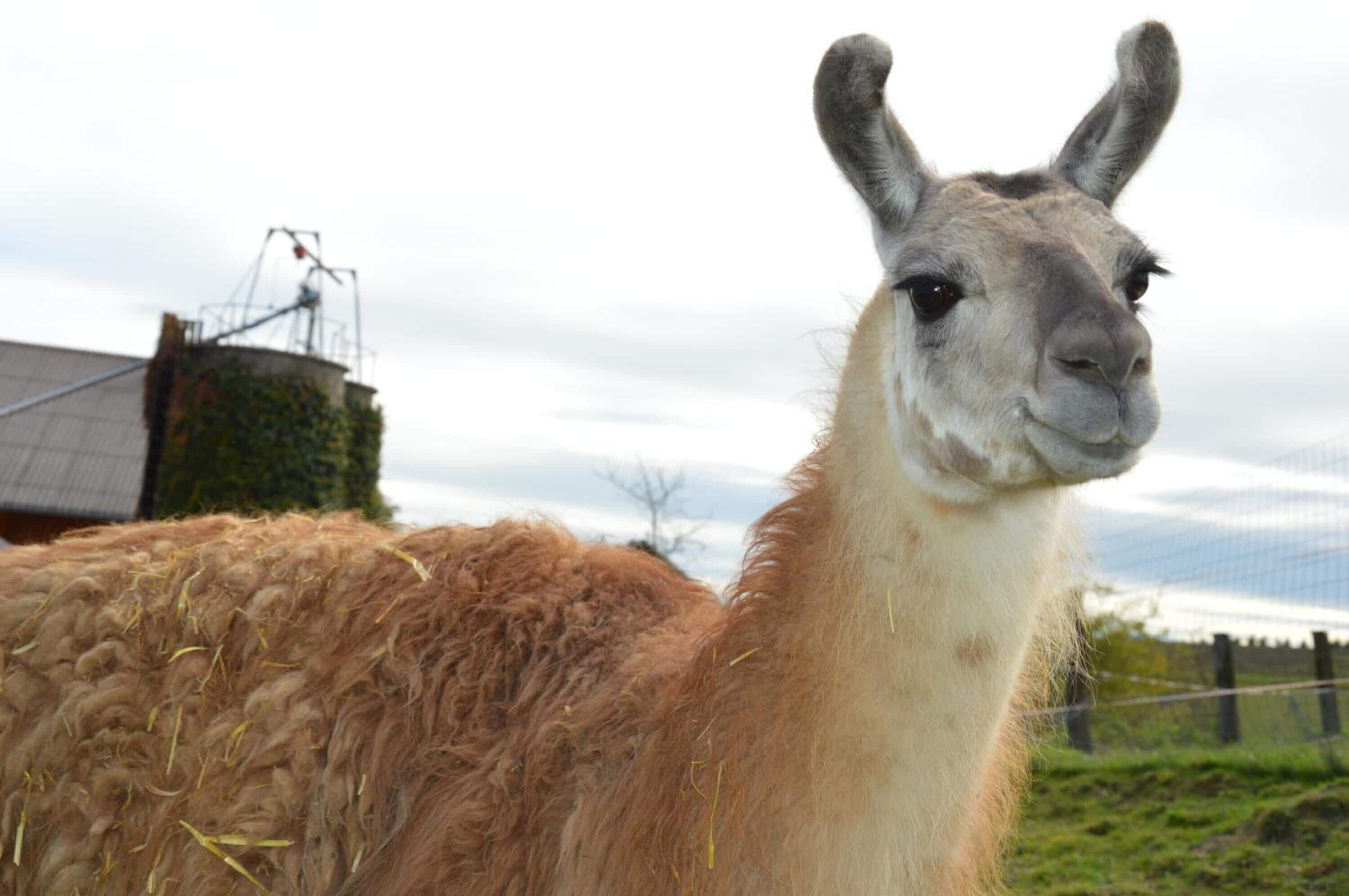 Ein Lama mit braunem Fell und weißem Gesicht, stehend in einer grünen Umgebung mit einem Zaun und einem Gebäude im Hintergrund.