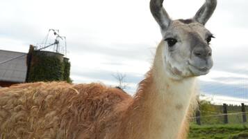 Ein Lama mit braunem Fell und weißem Gesicht, stehend in einer grünen Umgebung mit einem Zaun und einem Gebäude im Hintergrund.