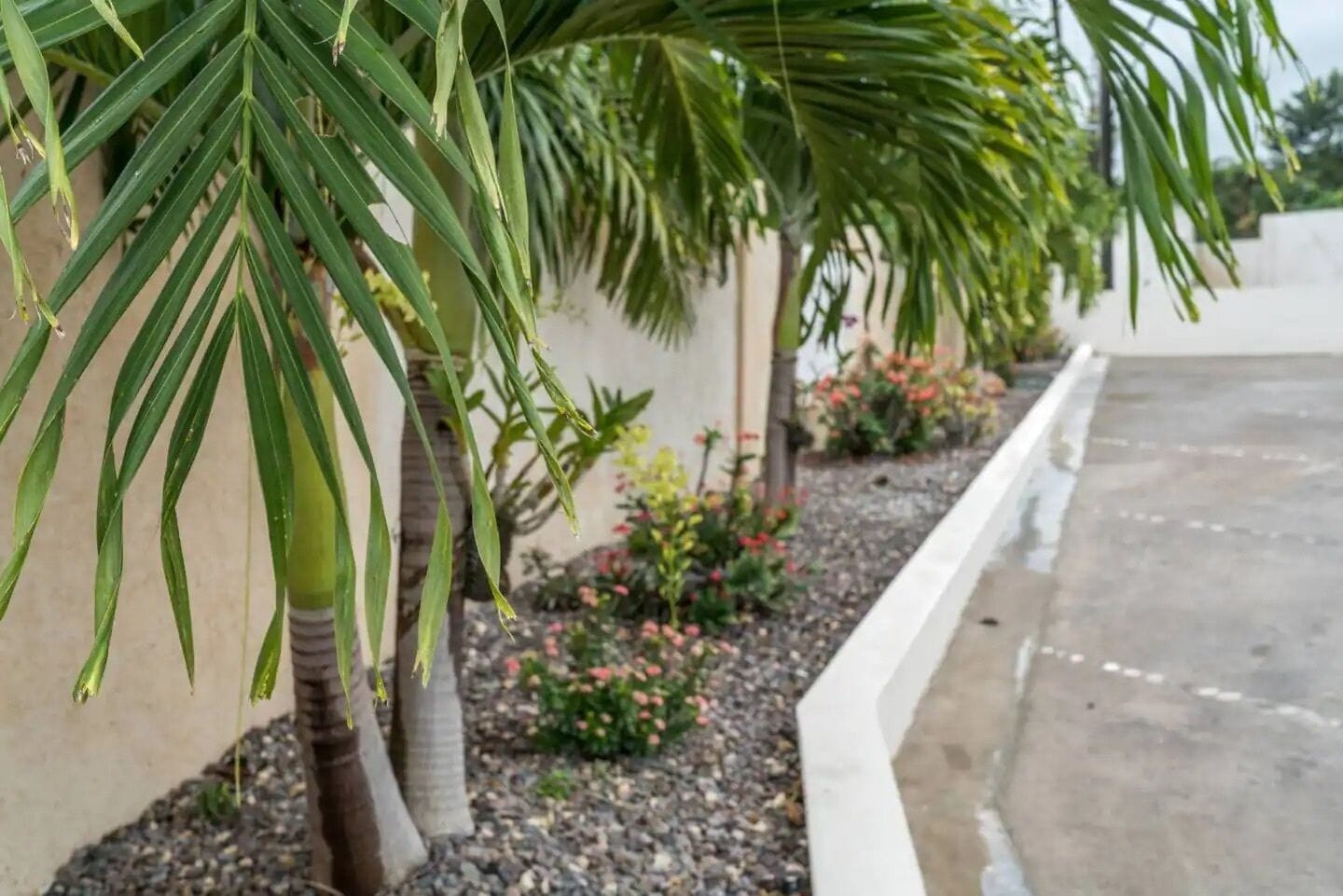 A row of palm trees along a concrete pathway with a low wall and a garden bed with various plants and flowers.