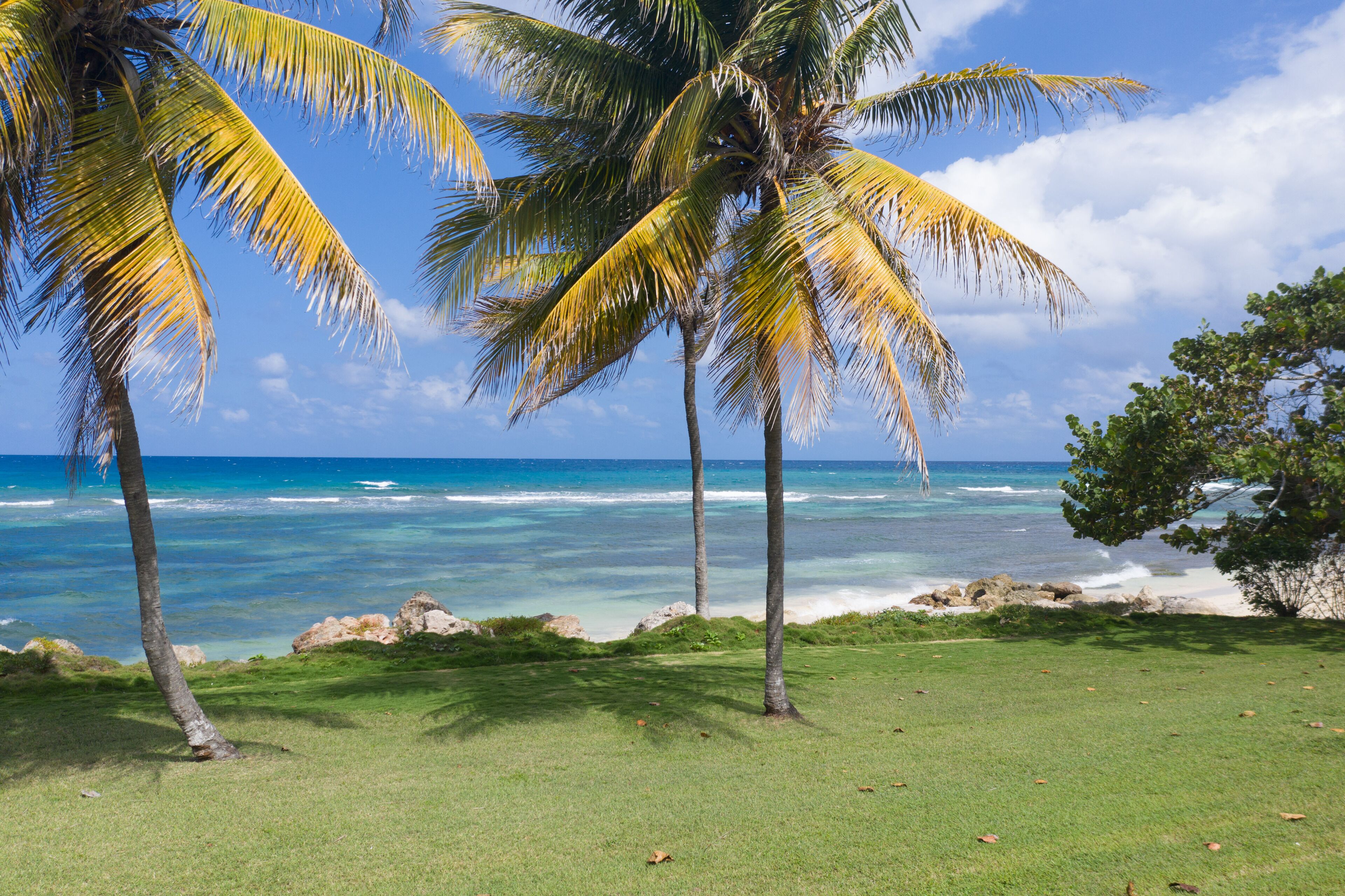 A tropical beach with palm trees and ocean waves.