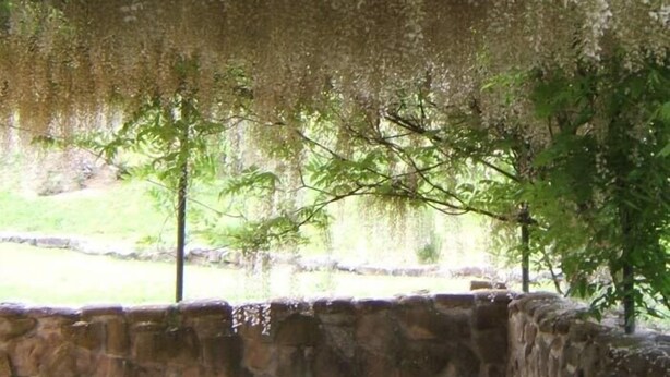 Un muret de pierres, des fleurs blanches en suspension, une vue dégagée sur un paysage verdoyant et un arbre au premier plan.