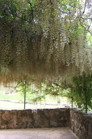 A stone wall enclosure with hanging white flowers, a clear view of a green landscape, and a tree in the foreground. - Casa della Musica (Ostra)