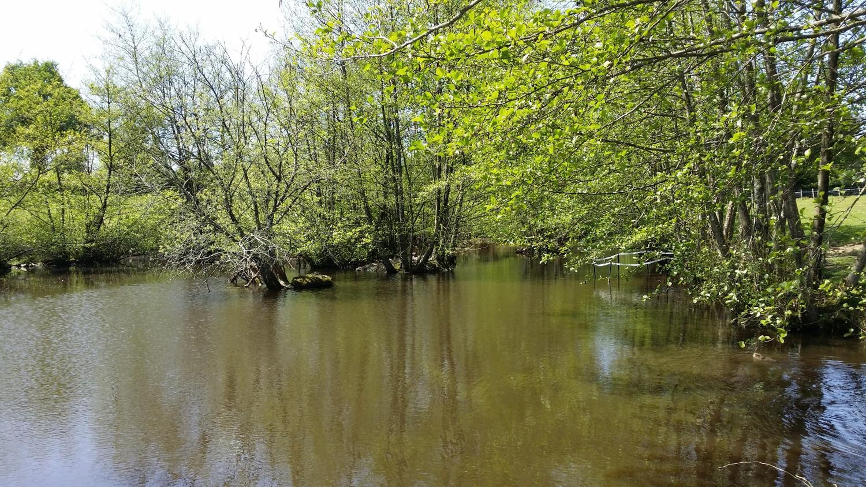 Une rivière paisible, bordée d’une végétation luxuriante et d’arbres.