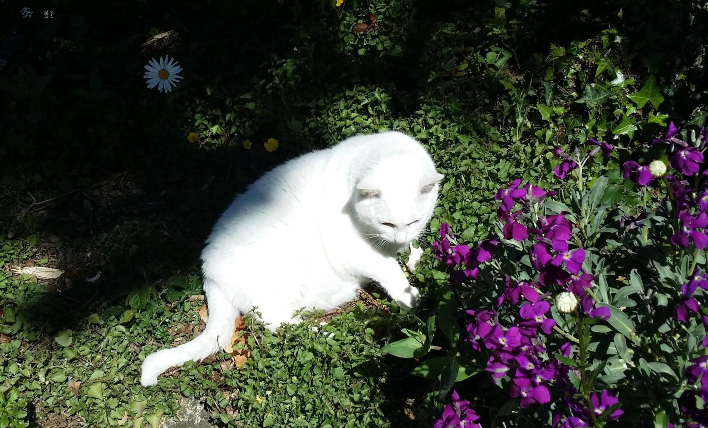 En vit katt sitter på gräset, omgiven av lila blommor.