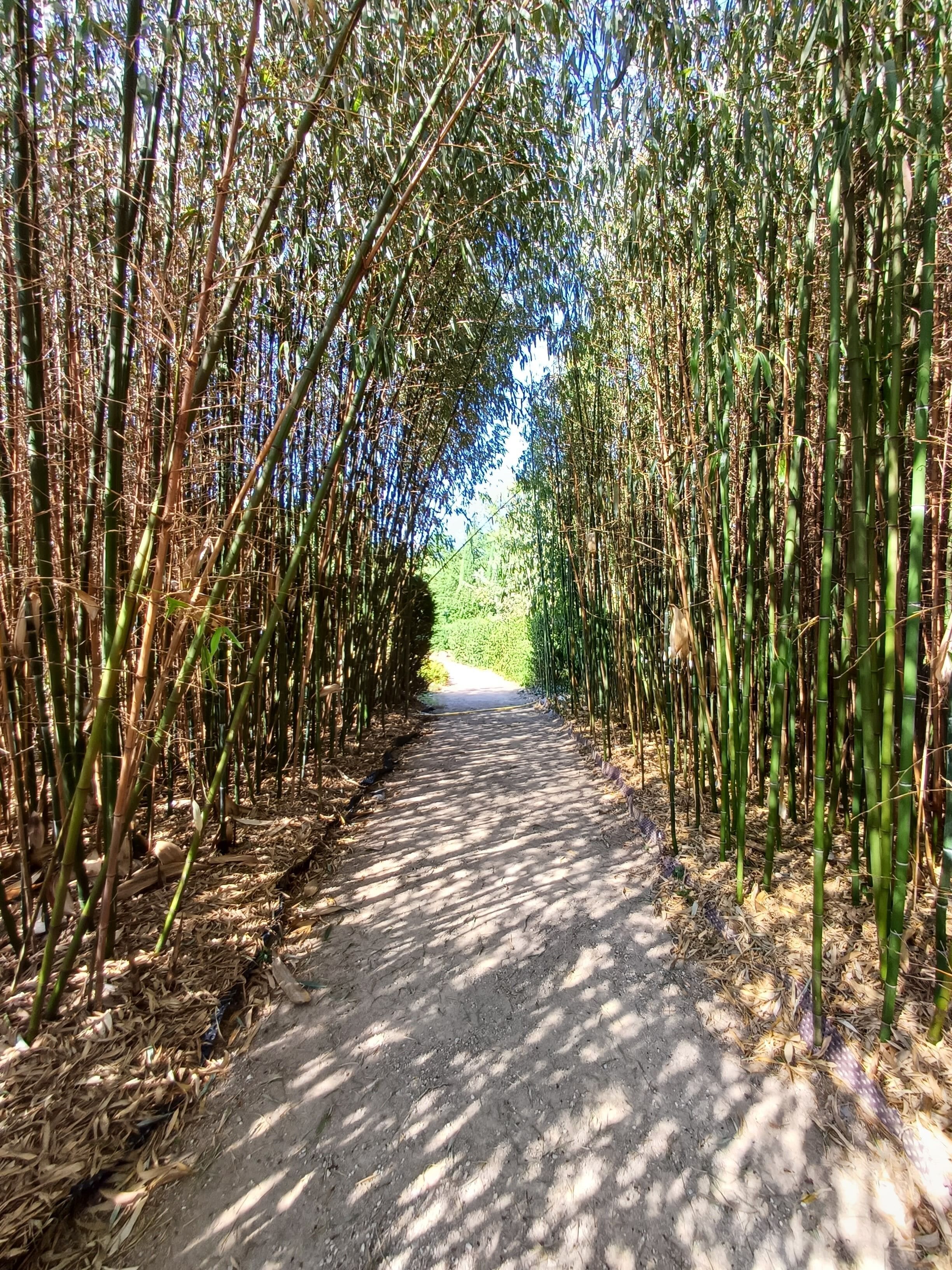 Un sendero bordeado por altas plantas de bambú, que conduce a una carretera distante.