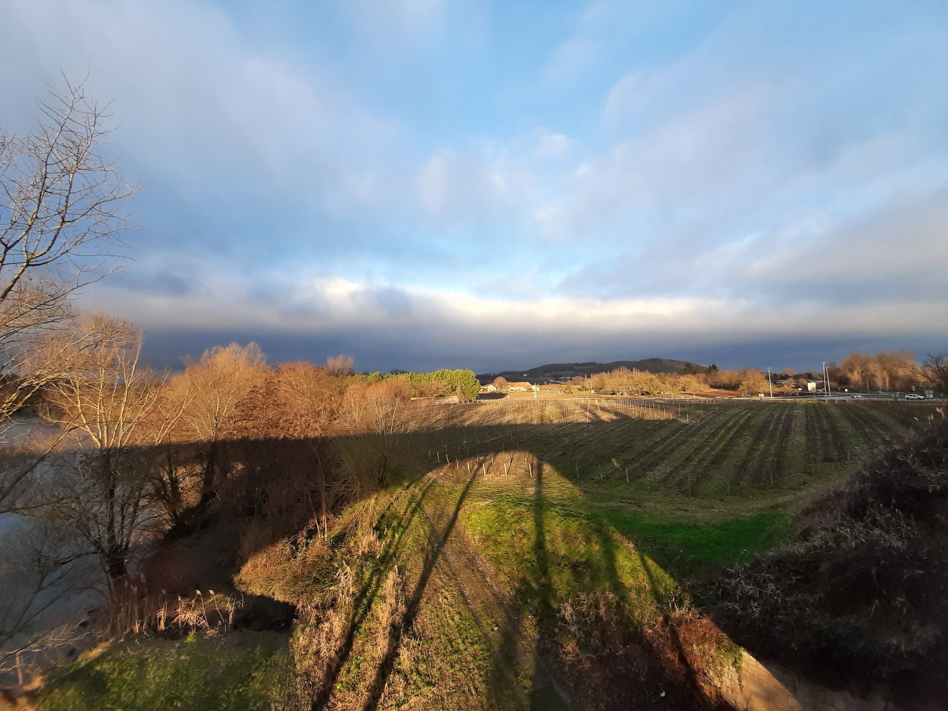 A vineyard with rows of grapevines under a cloudy sky.