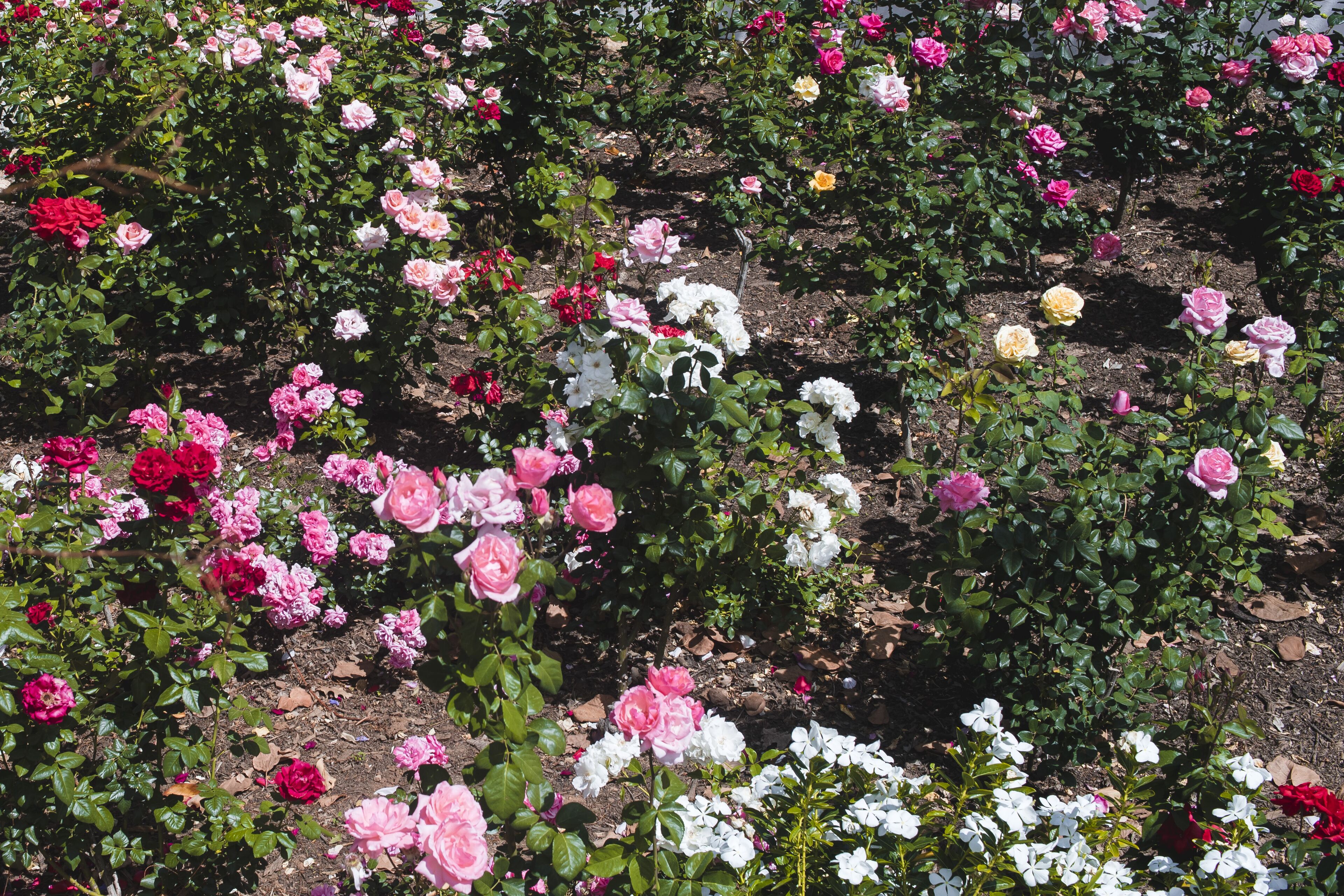 A garden with various types of roses in full bloom.