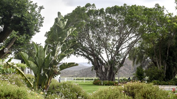 A lush garden with large trees, a white fence, and a grassy area. - Green Olive Guesthouse (Robertson)