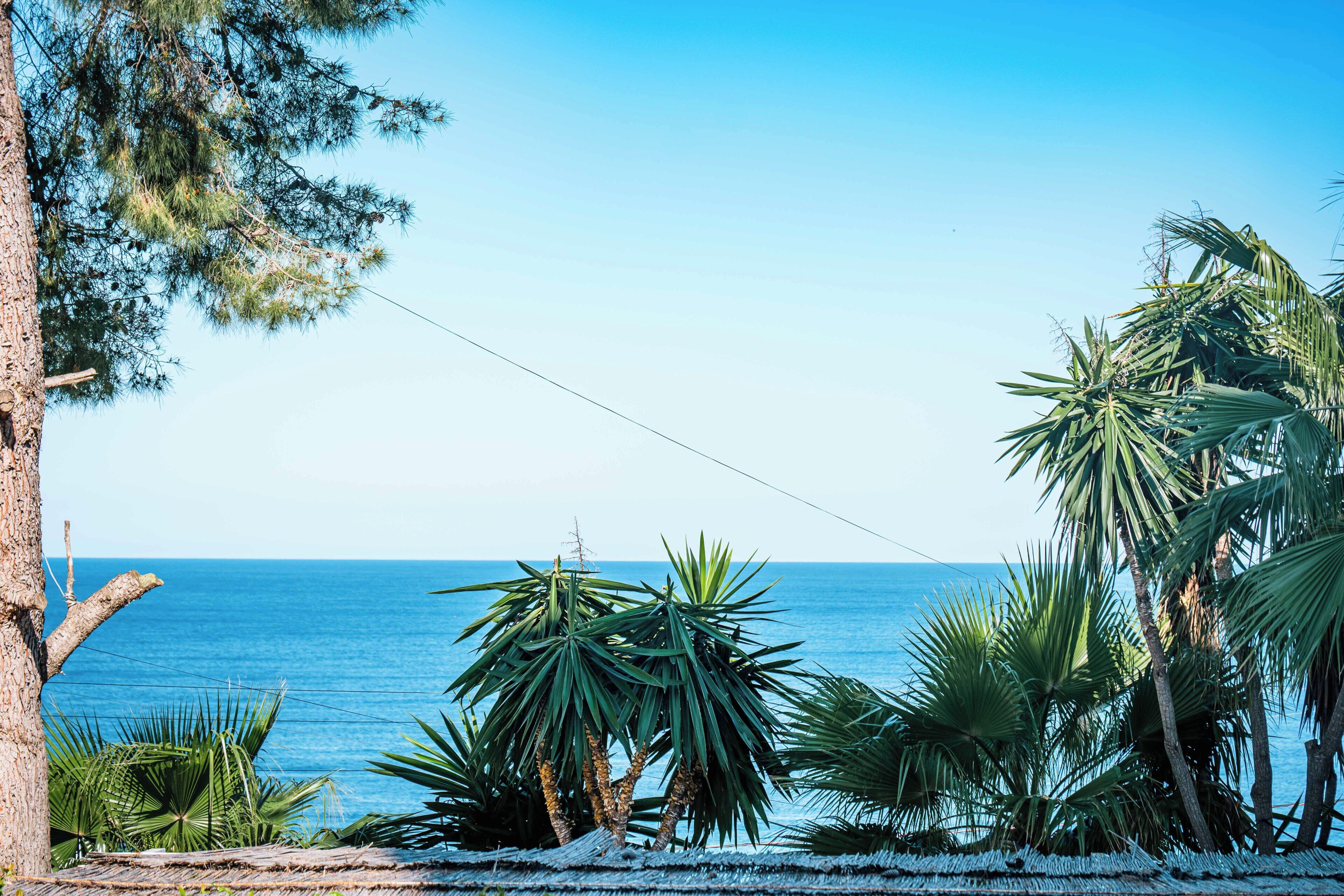 Une vue sur la côte, avec un ciel dégagé, des palmiers et une plage.