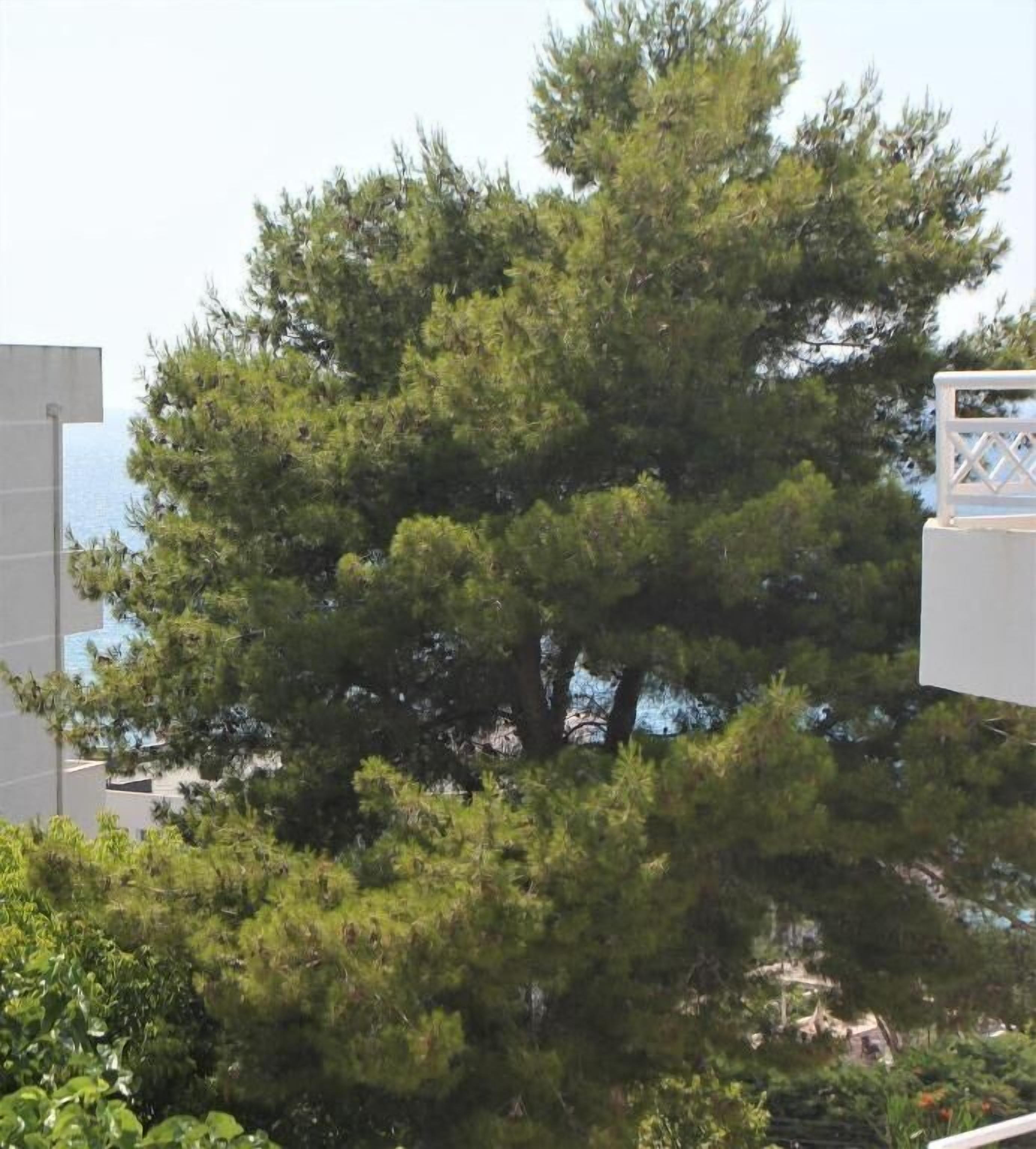 Photo - Hotel Ramo Saranda