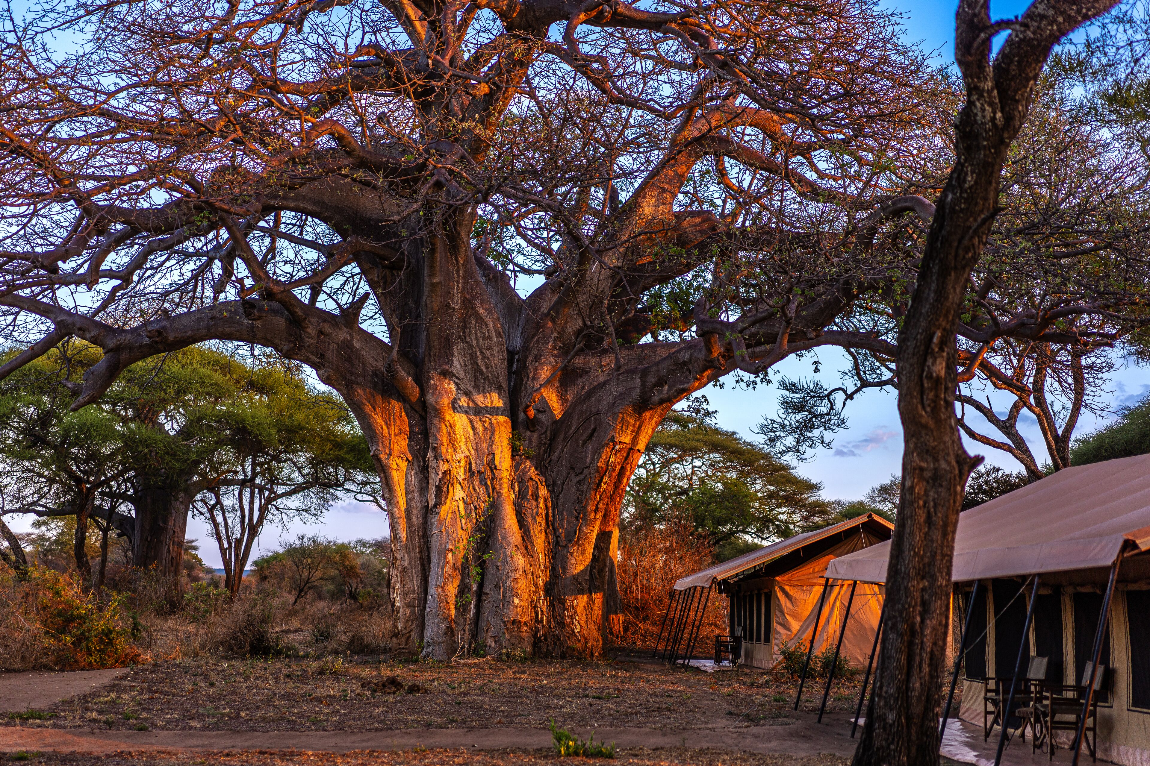 Baobab Tented Camp Reviews, Deals & Photos 2026 - Expedia