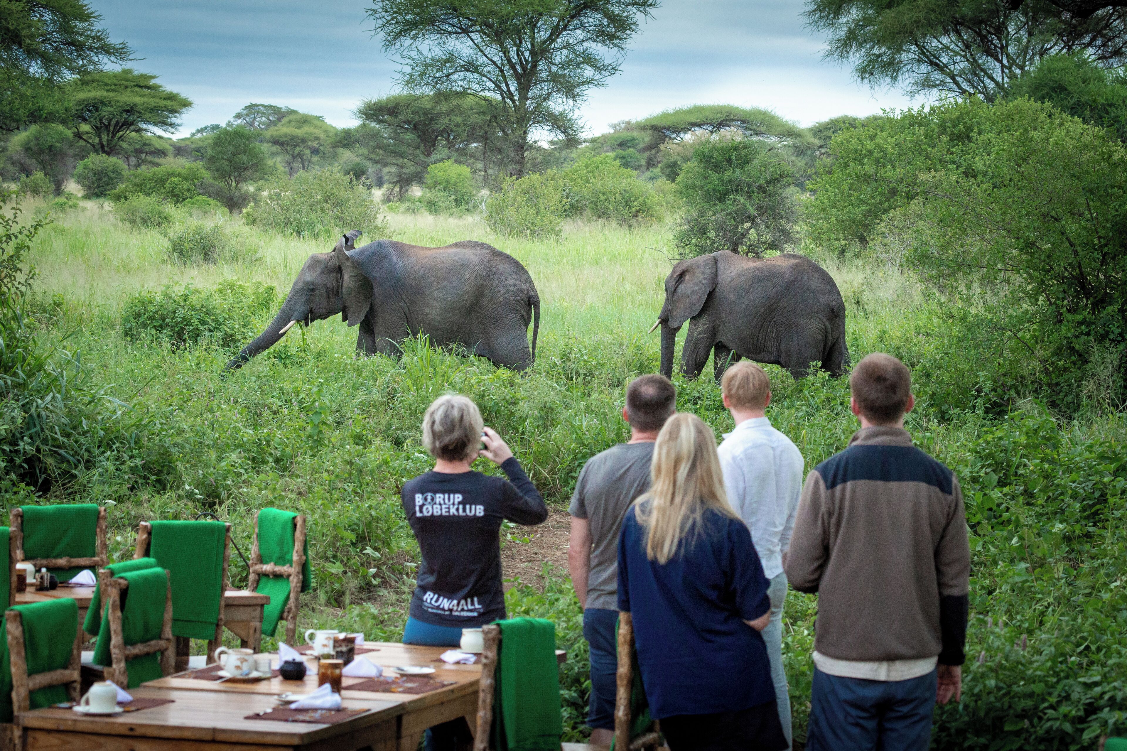 A safari tour with guests observing elephants in a natural setting.