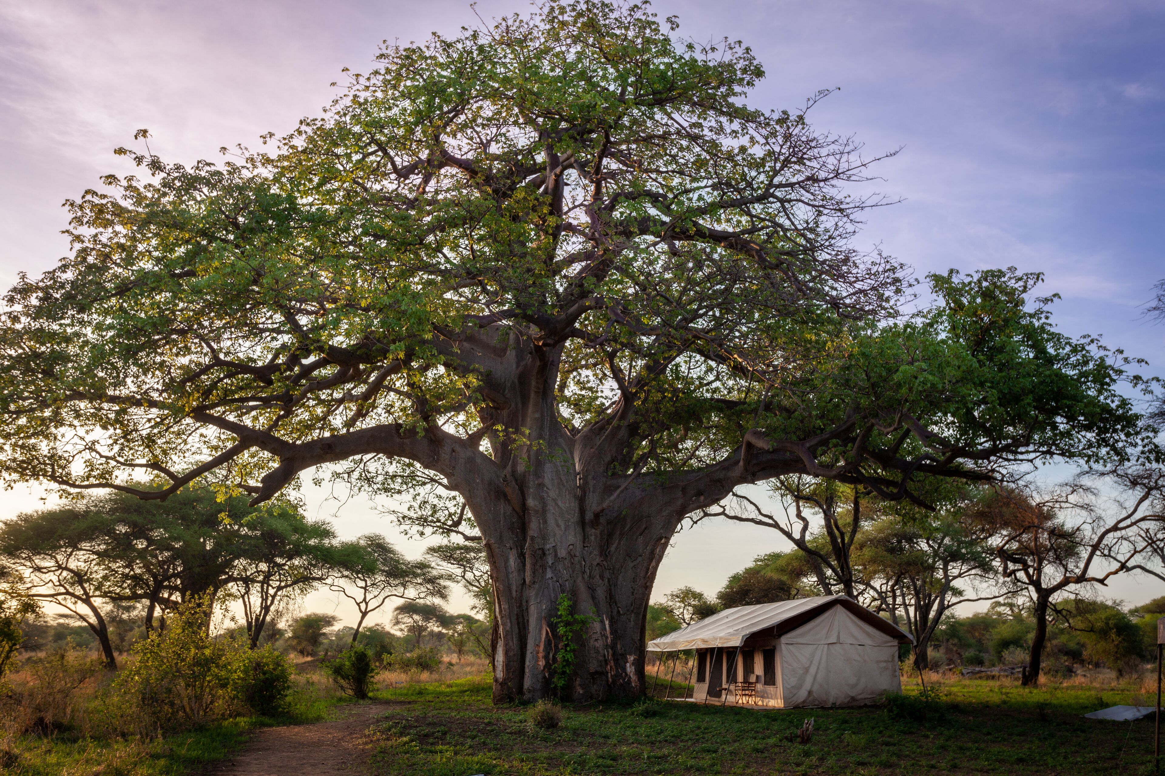 Un grand arbre avec une petite construction à proximité.