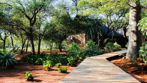 A wooden pathway through a garden with various plants and trees. - Zingela Nature Reserve - Leadwood Lodge (Blouberg)