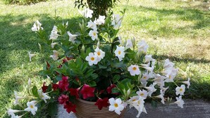 A potted plant with white and red flowers. - Villa Iris (Thasos)