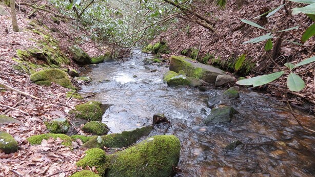 A stream flowing through a forest with moss-covered rocks and fallen leaves. - Unique -Oliver Creek Cabin in Wilderness-PRIVATE-King Bed, WiFi, Hot Tub, Hiking (Ellijay)