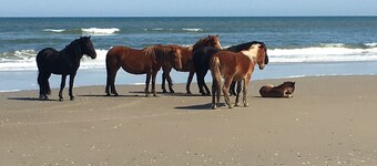 FRENTE AL OCEANO<br>OTOÑO ESPECIAL<br>Bañera de hidromasaje<br>PET OK<br>WIFI <br>