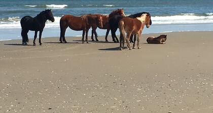 FRENTE AL OCEANO<br>OTOÑO ESPECIAL<br>Bañera de hidromasaje<br>PET OK<br>WIFI <br>