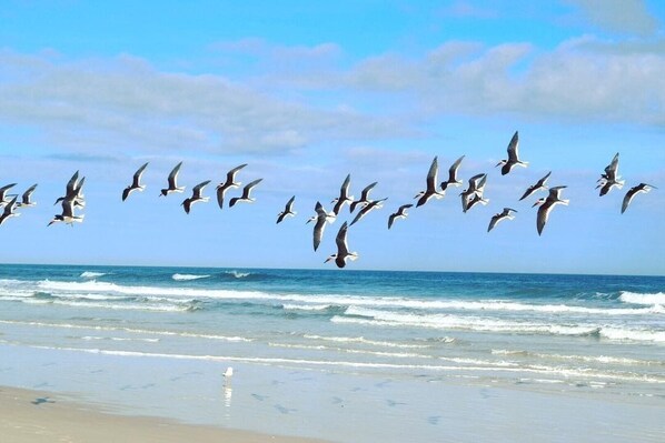 A beach with waves and a flock of birds flying over the water.