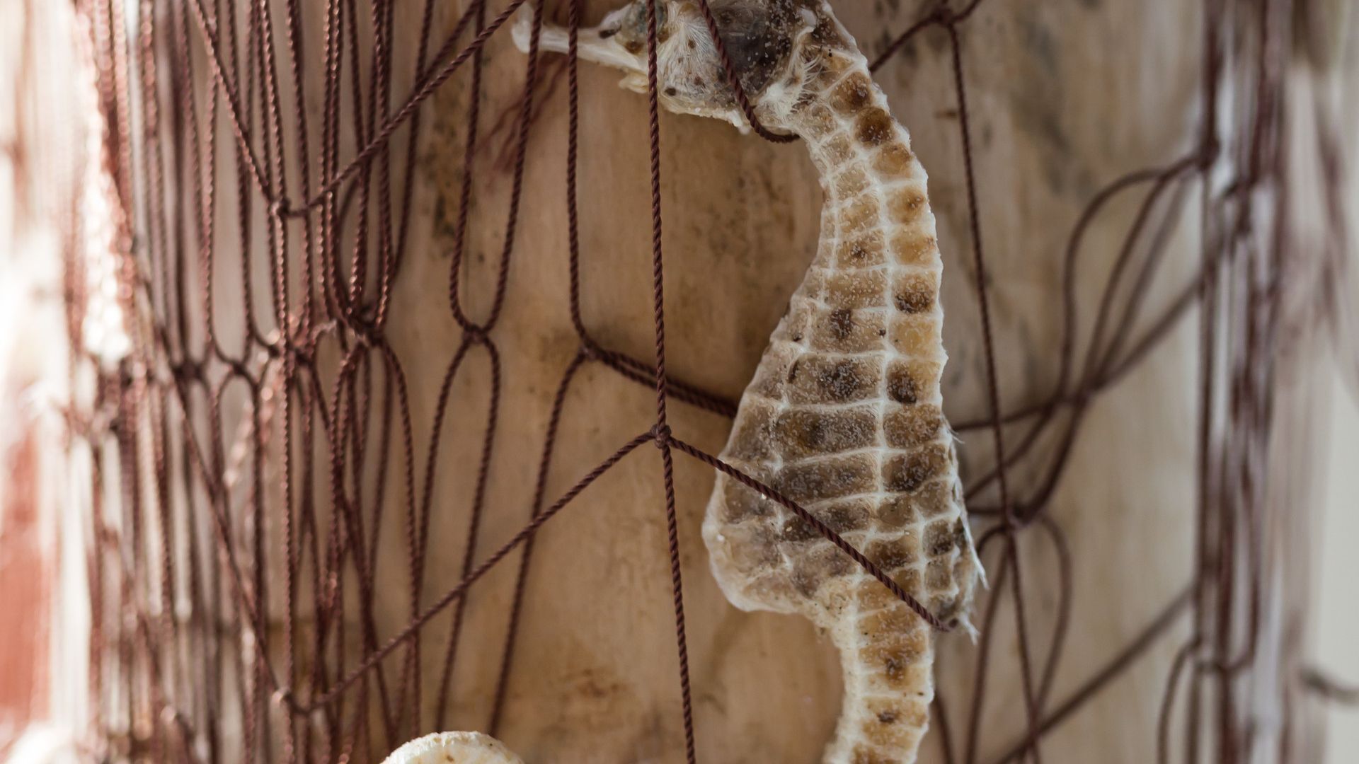 Larus Waterfront Cottage — image 12