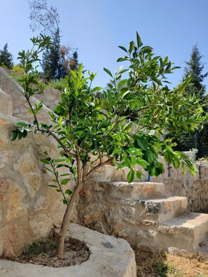 Exterior - Artolive Datca (Datça)