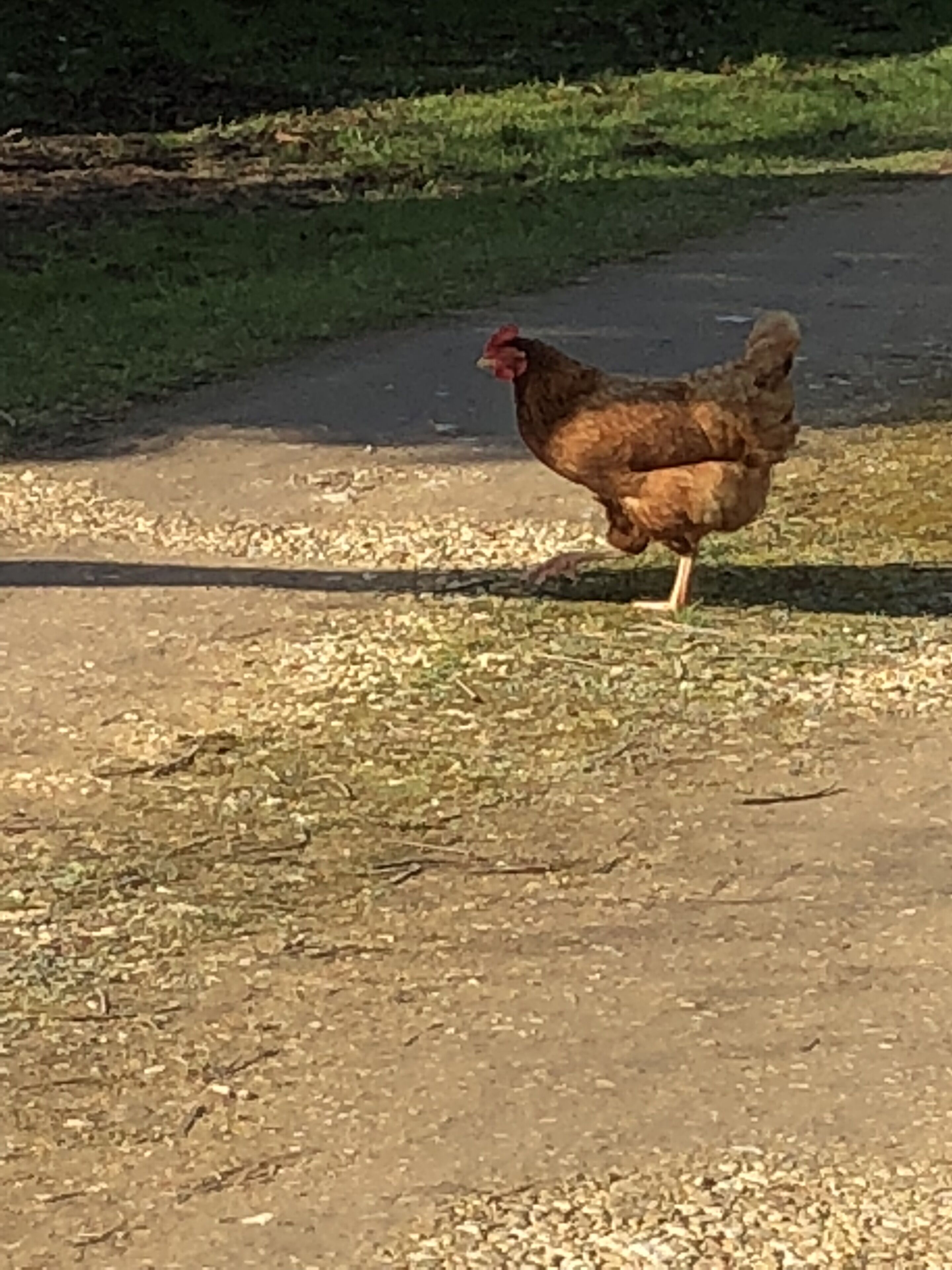 Uma galinha caminhando por uma trilha de terra.