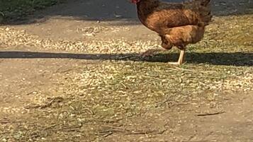 Uma galinha caminhando por uma trilha de terra.