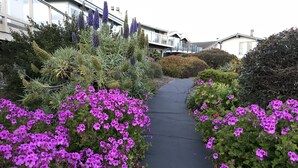 A pathway flanked by dense purple flowers and various shrubs, leading to a modern building with large windows and a balcony. - Big and Bright,  Steps to Sand, Ocean Views, and Sleeps 8+ (La Selva Beach)