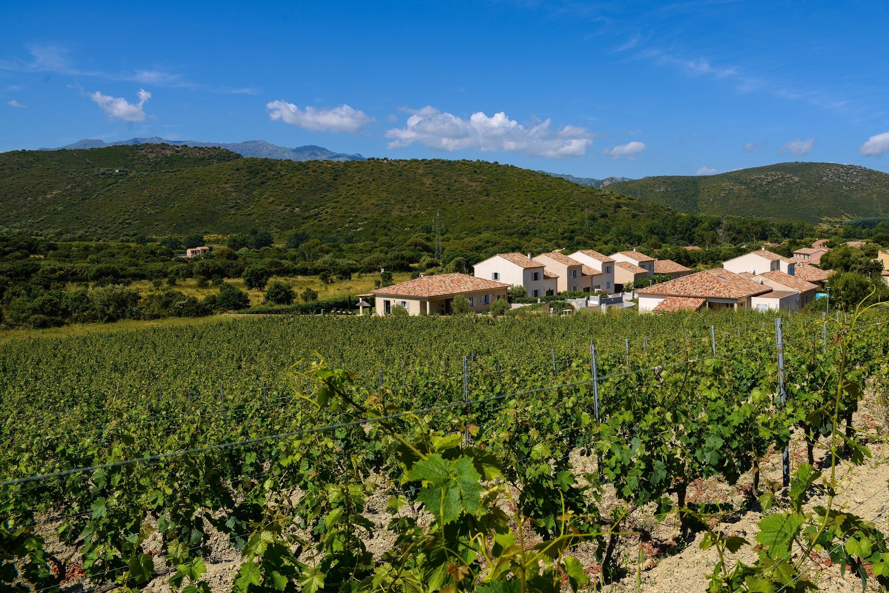 A vineyard with rows of grapevines and a cluster of buildings with red-tiled roofs.