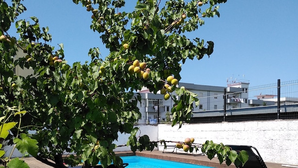 En swimmingpool med ett trädäck, omgiven av frodig grönska och ett träd som bär frukt.