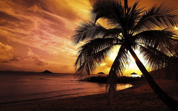 A beach scene with a palm tree silhouette against a sunset.