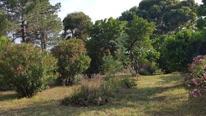 A garden with various trees and shrubs, including some flowering plants. - Beautiful villa in park with trees 10 minutes walk from the beach (Porto-Vecchio)