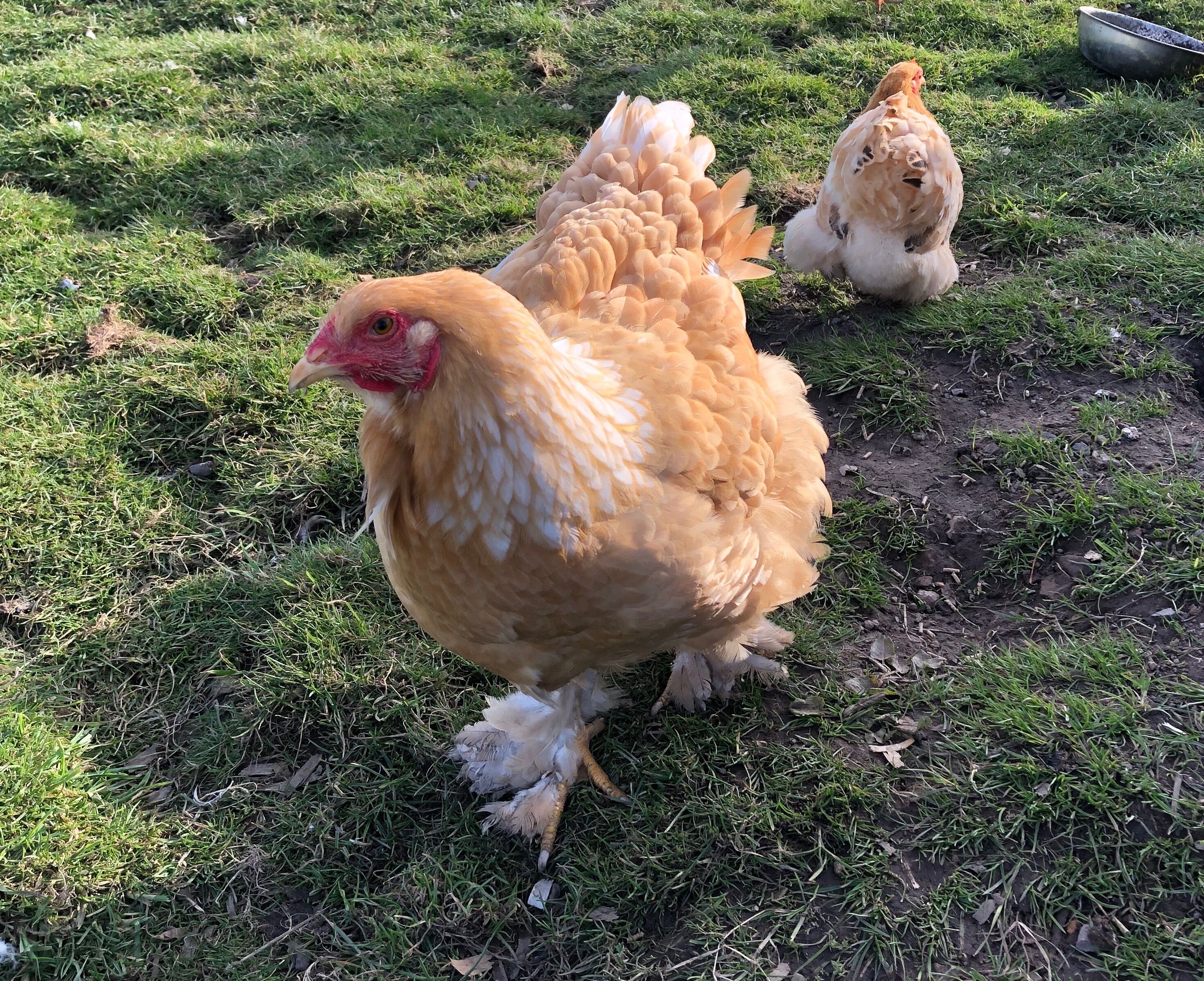 A chicken on a grassy field.